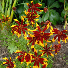 Yellow, orange, and red mardi gras coreopsis flower against a blurred green background.