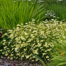 A vibrant clump of Coreopsis 'Moonbeam' flowers with delicate yellow petals and a soft green, fern-like foliage.