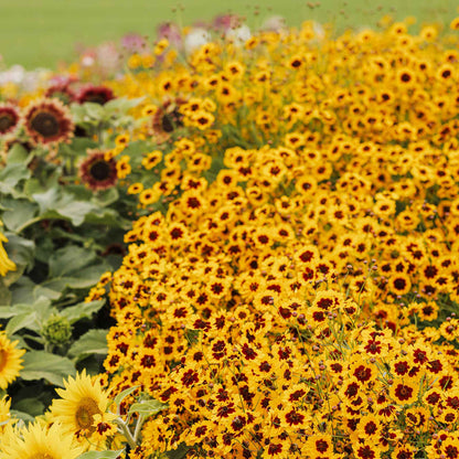 Plains coreopsis flowers in yellow and reddish-brown filling a dense garden setting.