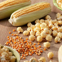 Close-up of golden kernels on a cob of popcorn, ready for popping. | copyright: Floramedia UK Ltd