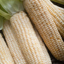 An ear of "Stowells Evergreen" corn, featuring a mix of mature and immature kernels on the cob. | copyright: Floramedia UK Ltd