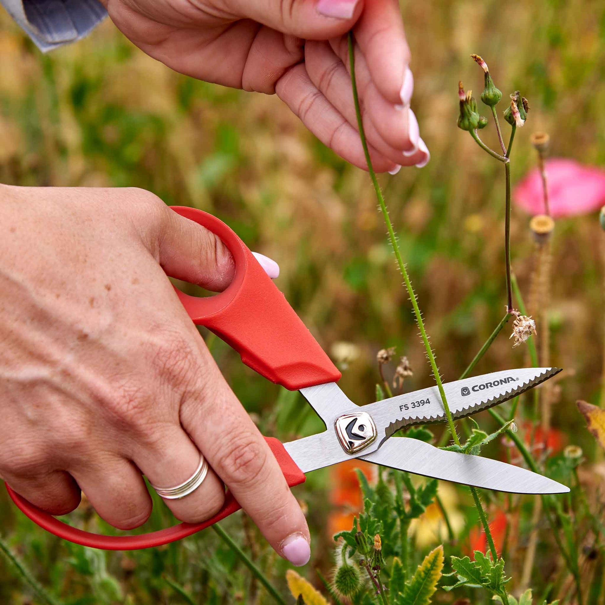 A person using Corona ComforGel floral scissors to cut a red flower in a field of wildflowers