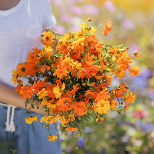 Yellow, orange, and red cosmos bright lights flowers in a sunny garden setting.