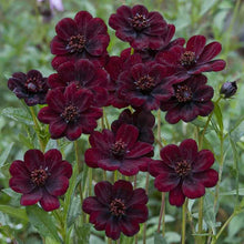 Chocolate-colored flowers with dark centers, surrounded by green foliage, in a bright, natural setting.