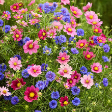Pink and Blue flowers from the Cosmos and Cornflower American bundle.