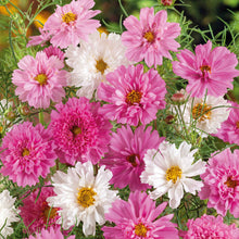 Pink and white double click bonbon mix cosmos blooms in a bright garden setting.