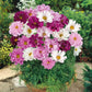 Pink and white double click mix cosmos ruffled blooms in a bright garden setting.