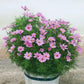 Pink cosmos dwarf early rose flowers growing in a pot against a plain background.