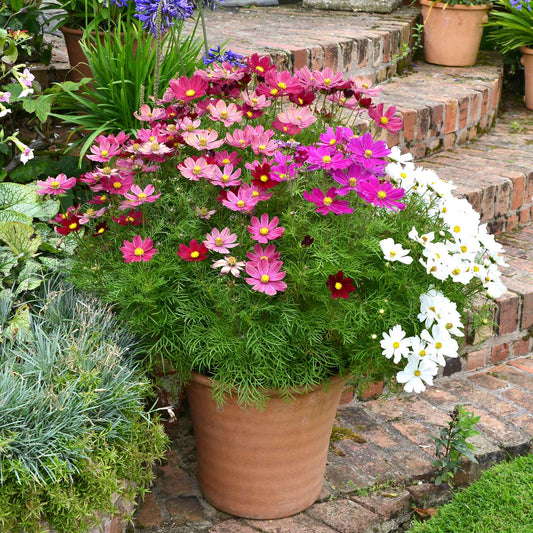 Colorful cosmos dwarf sensation mix in pink and white in a bright garden setting.