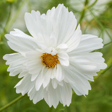 Cosmos fizzy white flower with a yellow center on a green background