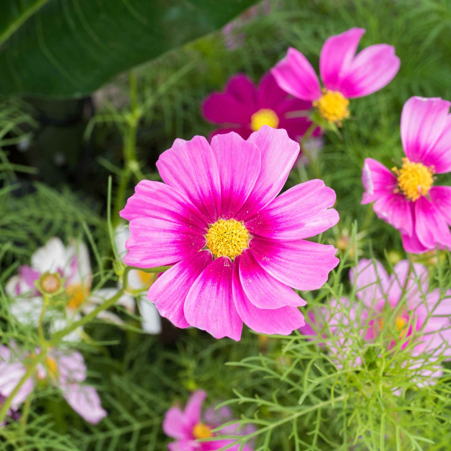 Pink and white cosmos radiance flowers with yellow centers in a sunny garden.