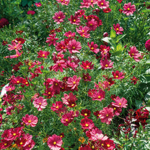 Deep red cosmos rubenza flowers with yellow centers growing in a green garden.