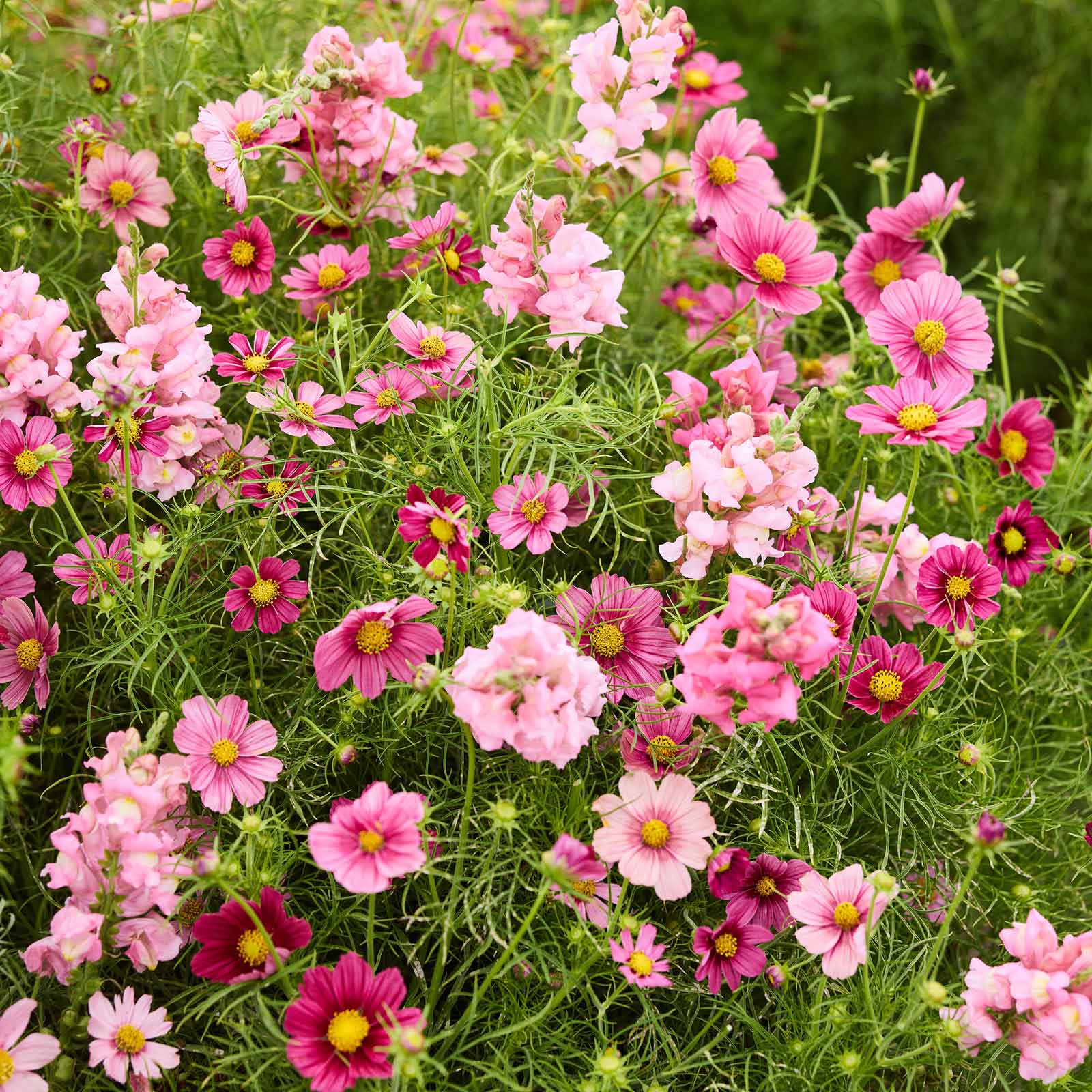 Pink cosmos and snapdragon flowers from the ruby rose bundle growing in a patch.