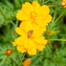 Orange and yellow cosmos sulphur carpet mix flowers against a blurred green background.