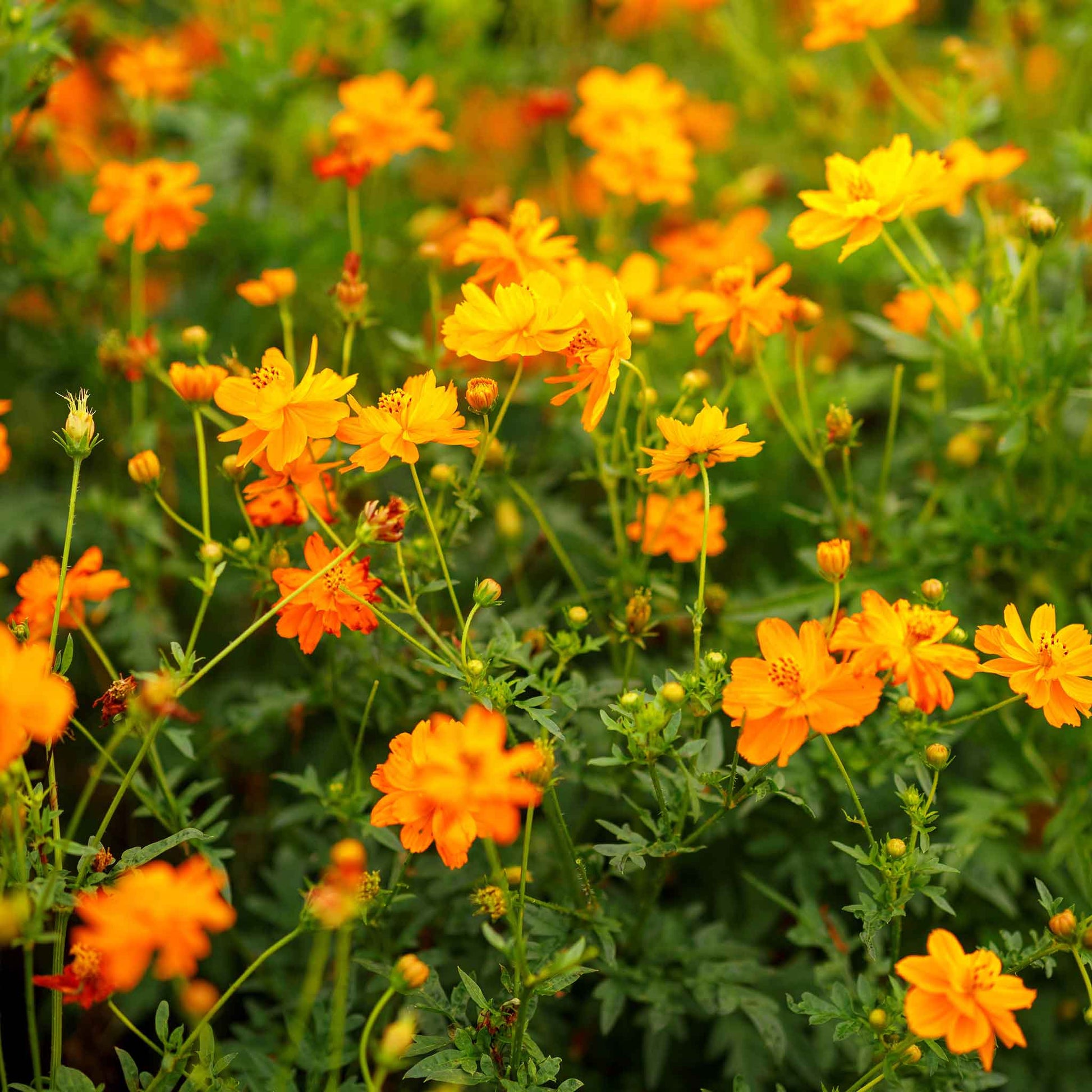 Orange cosmos crest orange flowers filling a bright sunny garden.