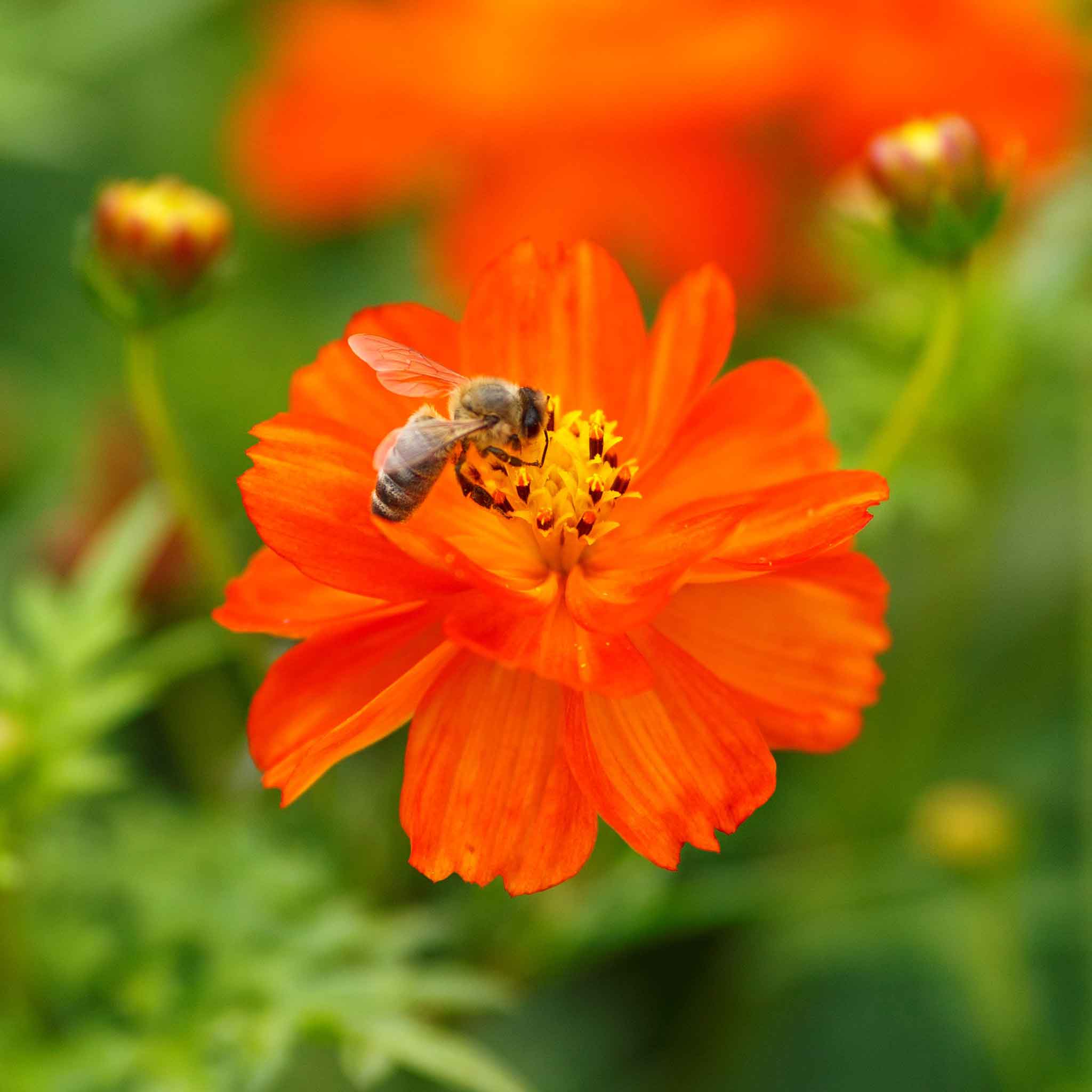 Red-orange cosmos crest red flower with bee against a blurred green background.