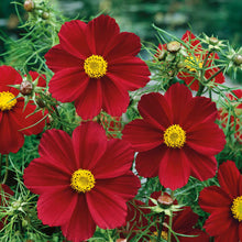 Deep red cosmos versailles tetra red flowers growing in a bright green garden.