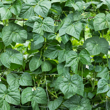 Cover Crop Black Eyed Cowpea growing along a wire fence.