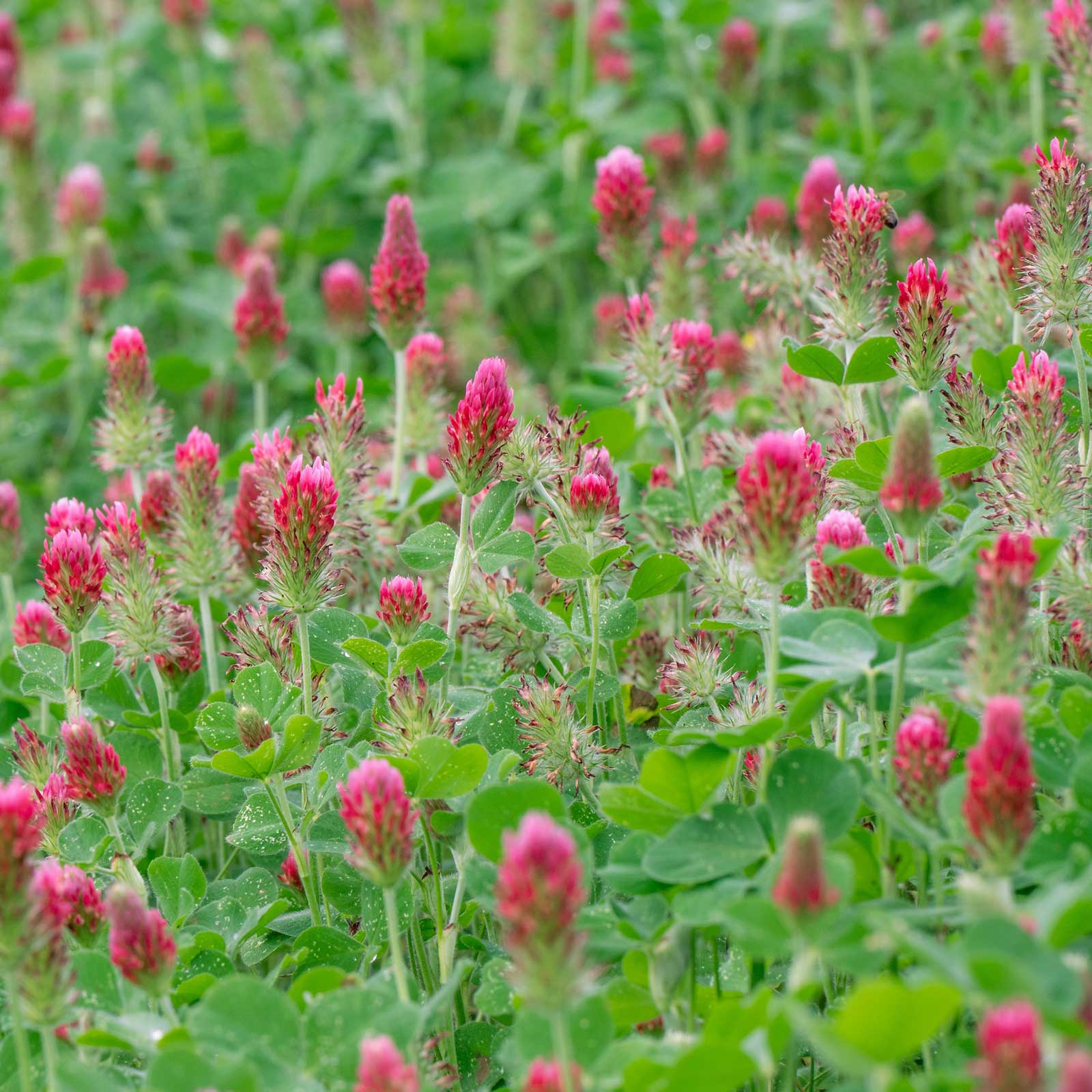 A field of red cover crop crimson clover.