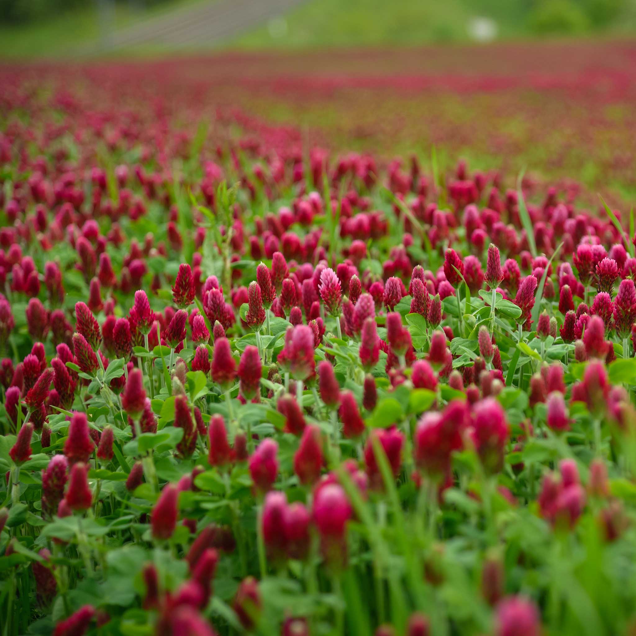A field of red cover crop crimson clover.