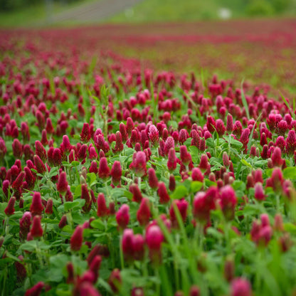 A field of red cover crop crimson clover.