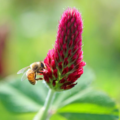 Close up view of cover crop crimson clover bloom with a bee on it.