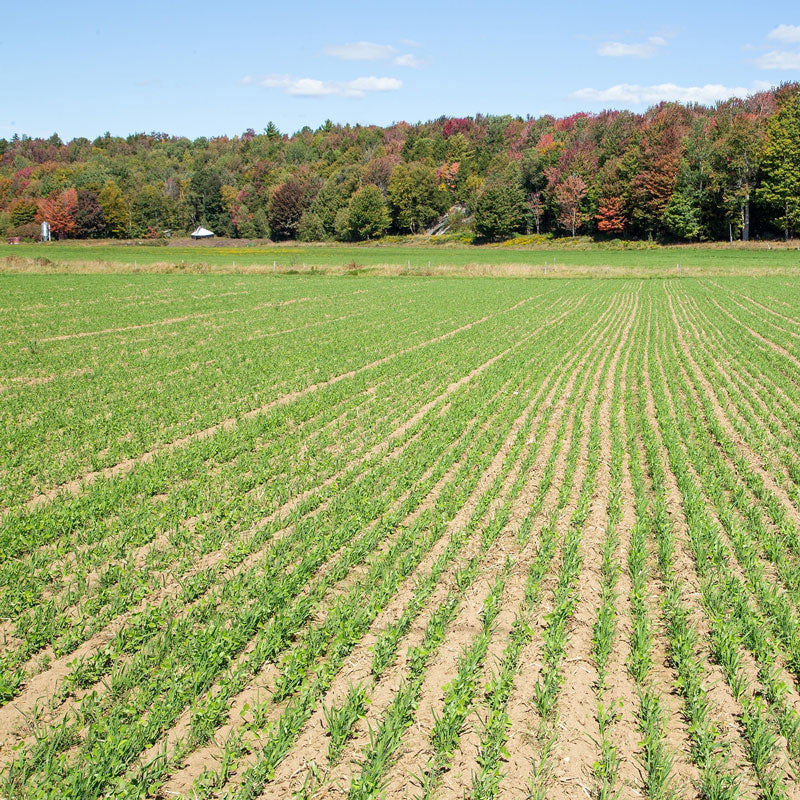 Farmland with rows of cover crop mixed and a forest in the background