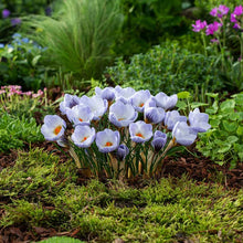 Group of blue marlin crocuses in a garden setting with greenery and other flowers. | copyright: Floramedia UK Ltd