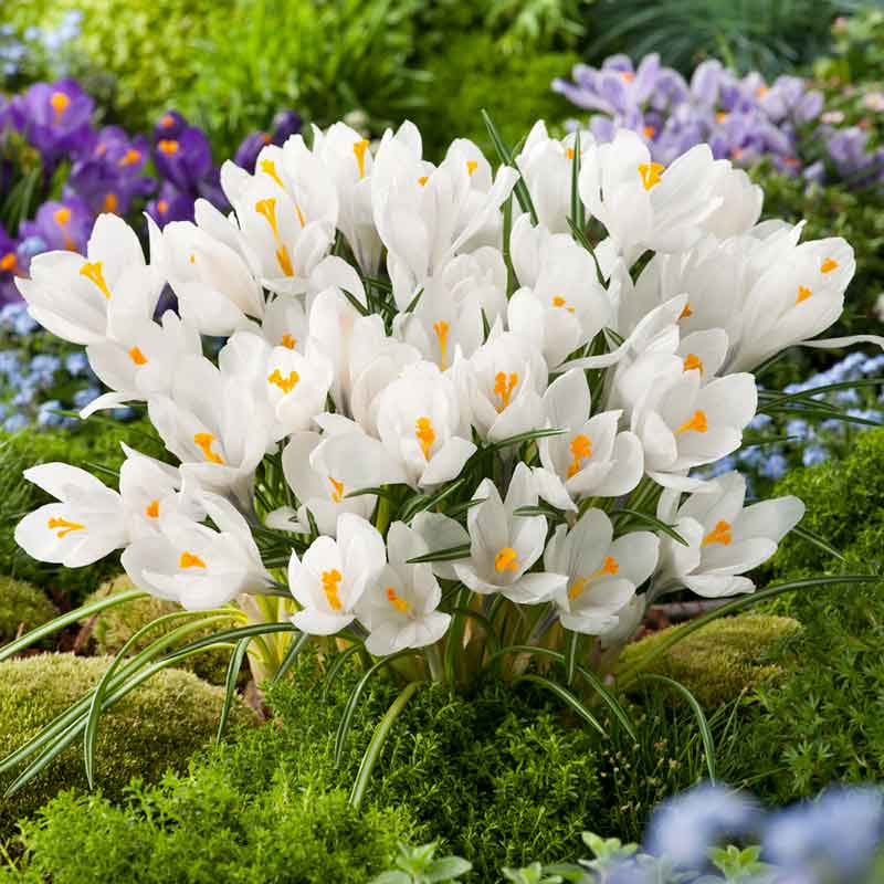 A close-up of a white Crocus 'Giant Joan of Arc' flower with yellow and orange stamens. | copyright: Floramedia UK Ltd