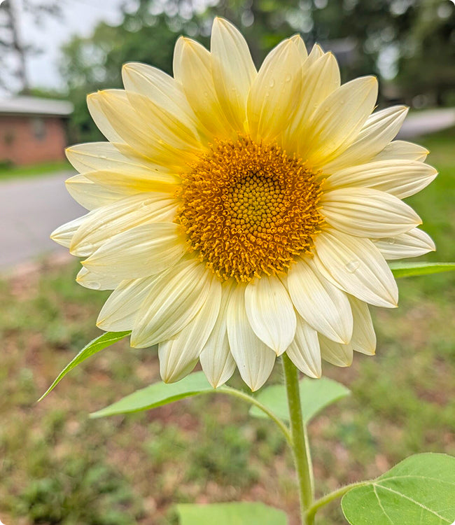A single pale yellow sunflower in full bloom with a golden-brown center, photographed outdoors against a blurred green and gray background.