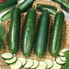 Long Green Improved cucumbers with a smooth skin and a slightly tapered end, set against a blurred background.