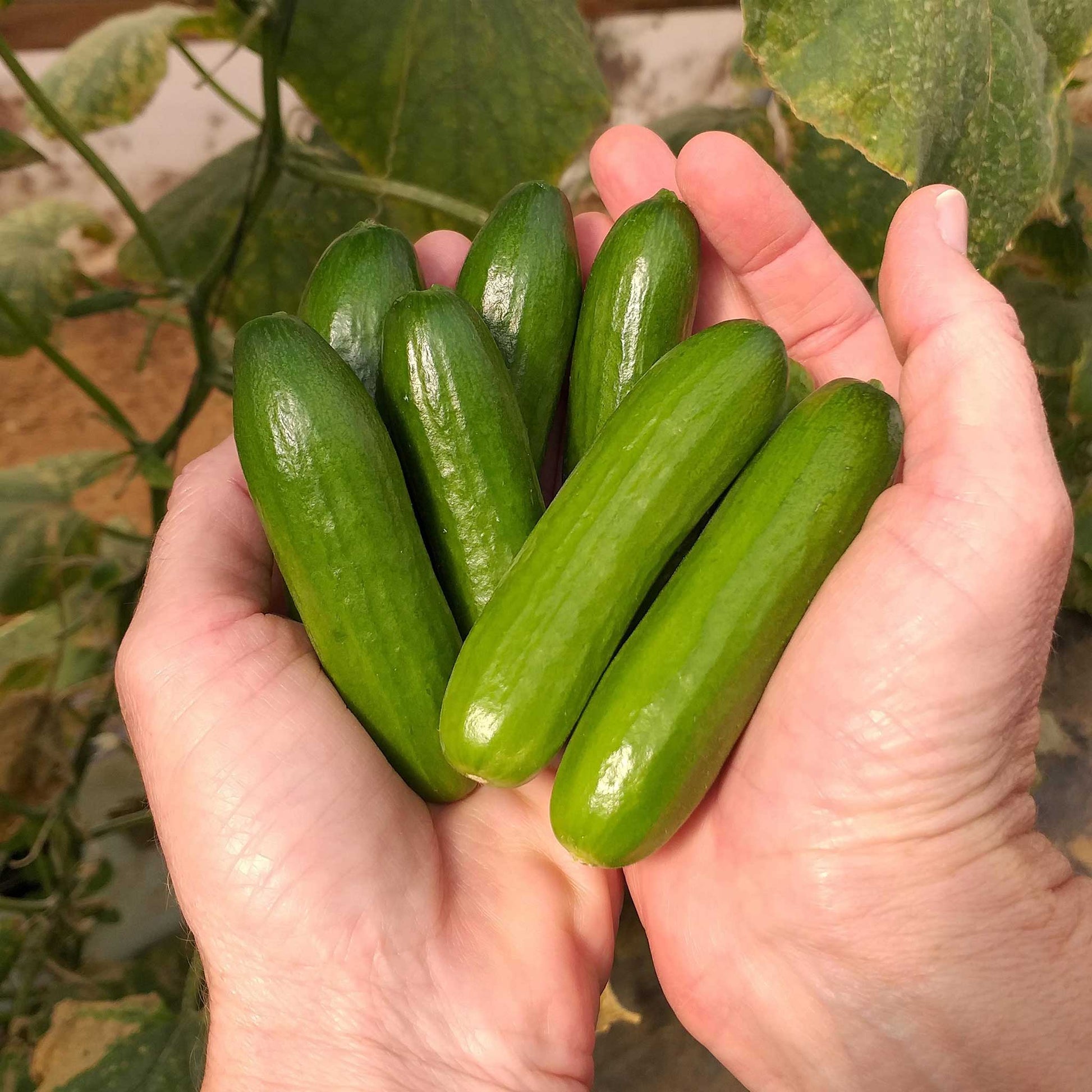 Two hands holding small Mini Me Cucumbers with smooth skin in a garden setting.