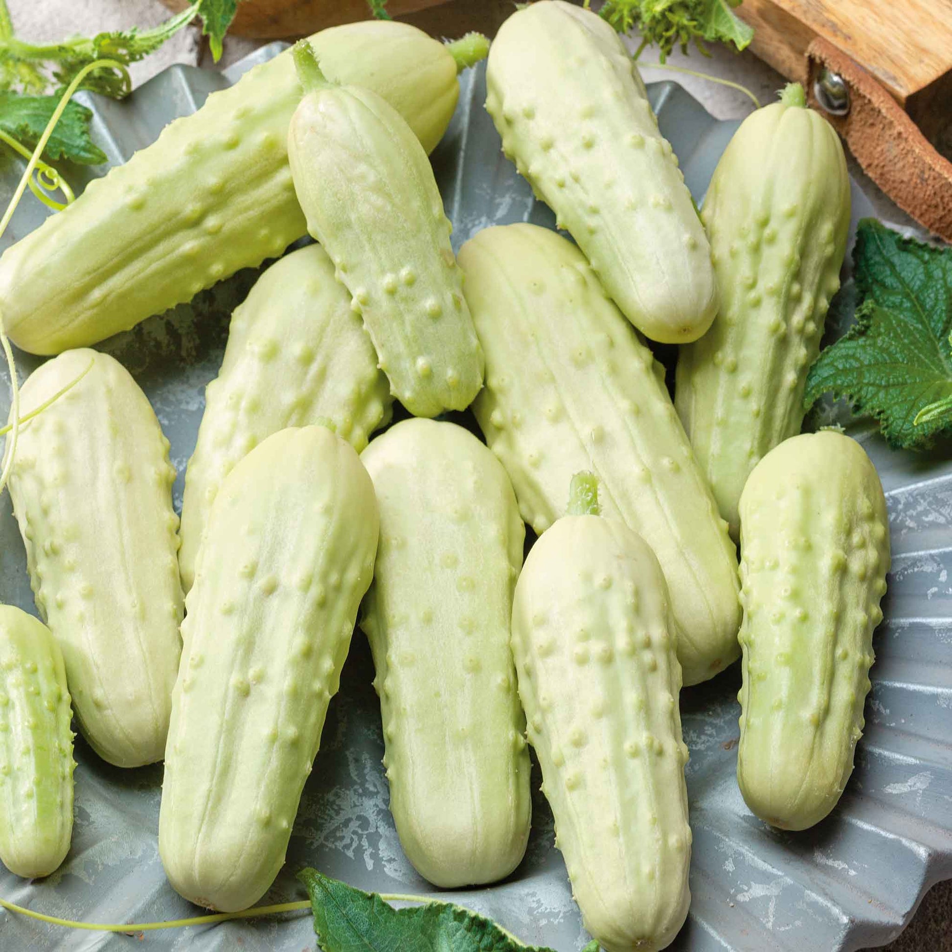 A light green, miniature white pickle cucumber, with slight bumps, is shown against a dark background.