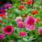 A view of the variety of colors in the Cupid's Flower Seed Mix