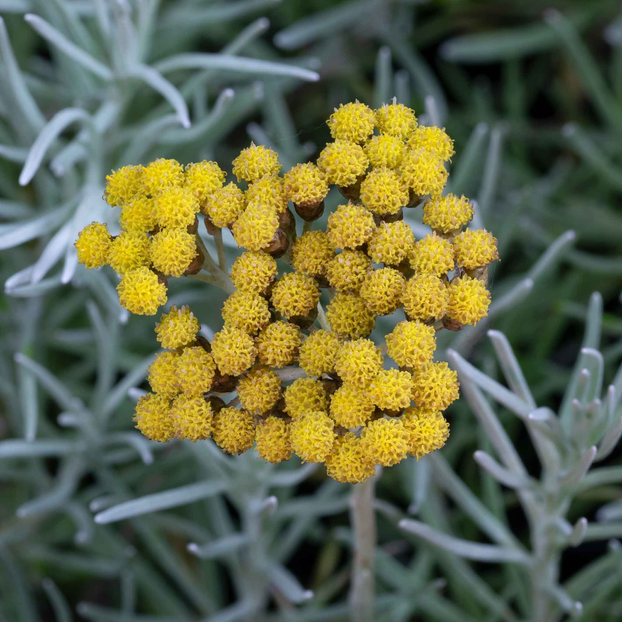 A close-up shot of small, yellow, spherical curry plant flowers above grey foliage.