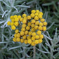 A close-up shot of small, yellow, spherical curry plant flowers above grey foliage.