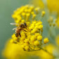 A close-up of a bee atop a vibrant green curry plant with small yellow flower clusters.