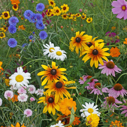 A variety of yellow, white, purple, and blue flowers from the cut flower wildflower mix 
