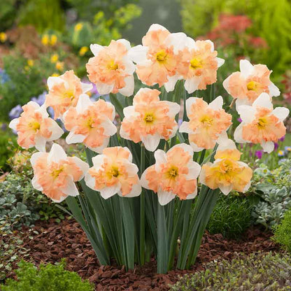 Vibrant Apple Pie daffodils with orange trumpets stands against a blurry green background. | copyright: Floramedia UK Ltd