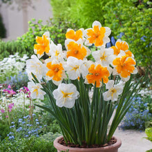 Potted plant with white and orange daffodils from the orangery and lemon beauty bundle in a garden setting | copyright: Floramedia UK Ltd