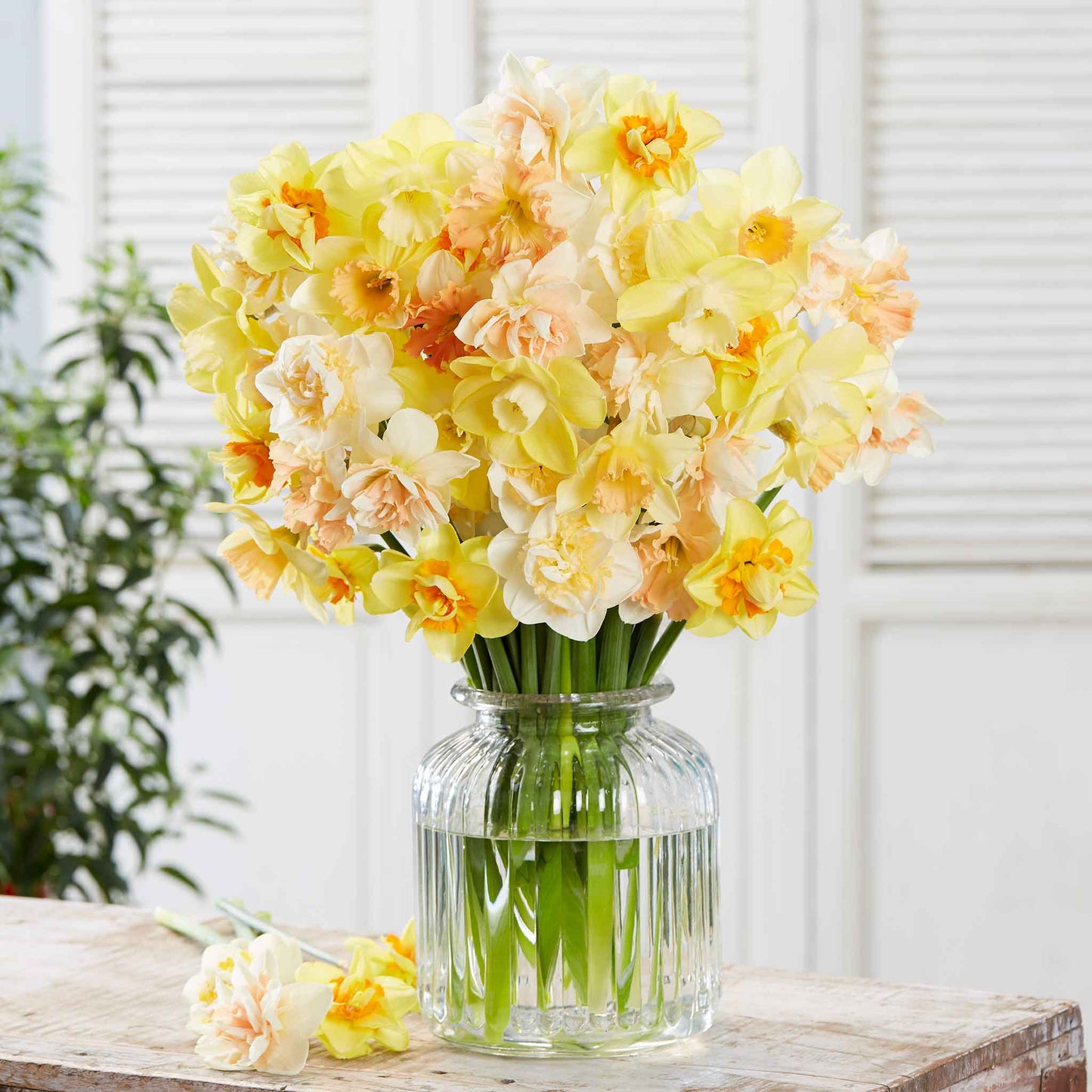 A close-up of Citrus Sorbet Mix daffodil flowers with orange centers, blooming in a glass vase.