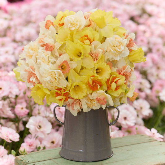 A bouquet of yellow and white citrus sorbet daffodil flowers with a blurred background
