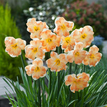 Bouquet of orange-colored cum laude daffodil flowers with green leaves in a garden setting | copyright: Floramedia UK Ltd