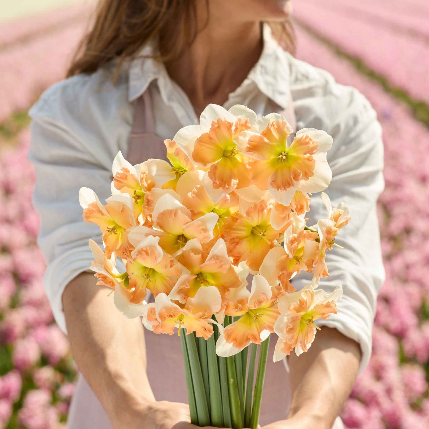 A person holding a bouquet of Drama Queen daffodil flowers in a garden setting.