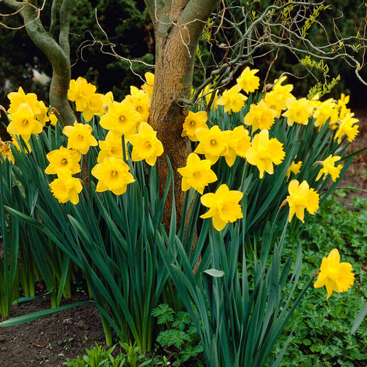 A close-up shot of yellow Dutch Master daffodils, with several blooms and green stems filling the frame.