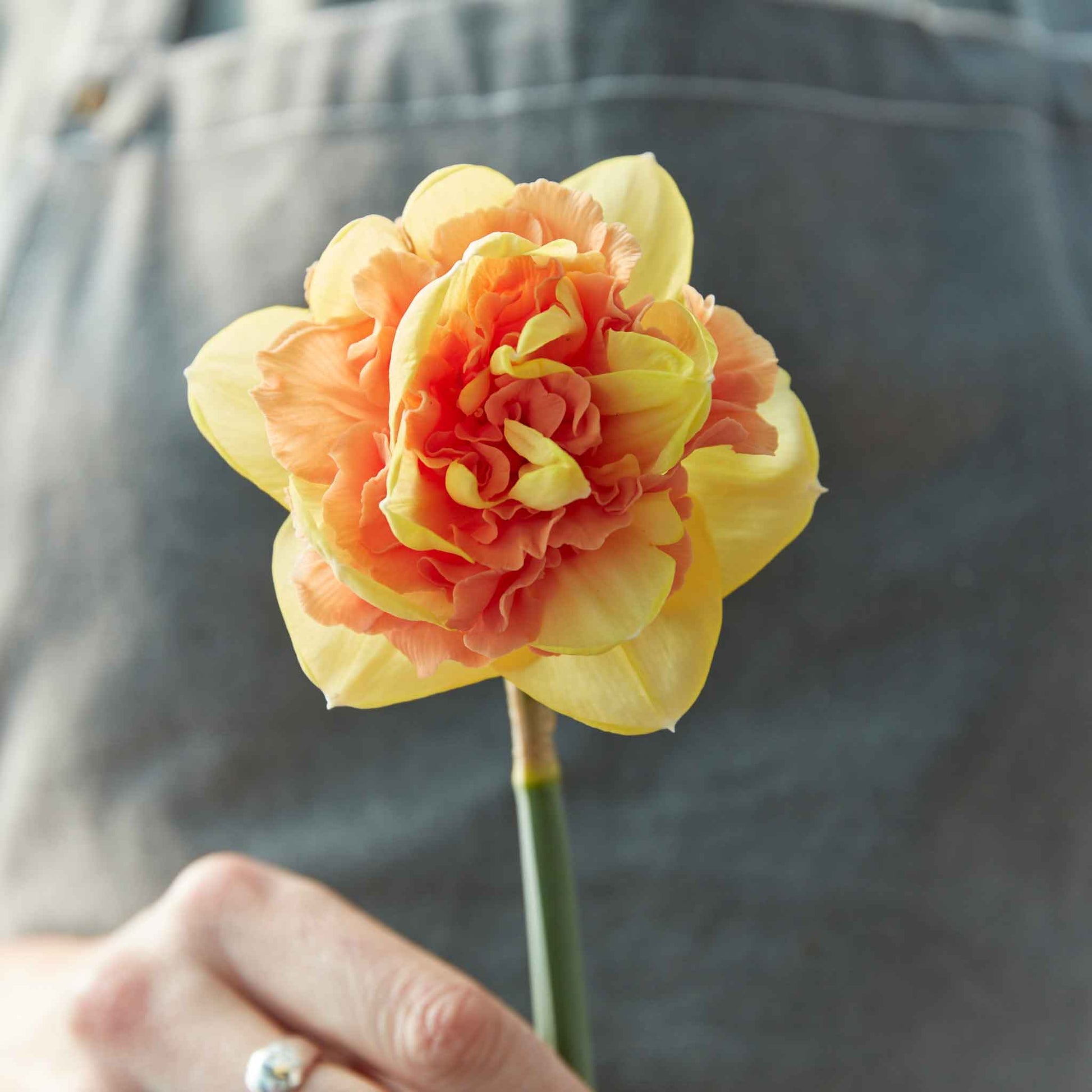 A single Egg Benedict daffodil bloom showing the yellow and orange mixed petals.