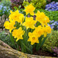 Several yellow Jumbo Dutch Master daffodil flowers growing in a natural setting. | copyright: Floramedia UK Ltd