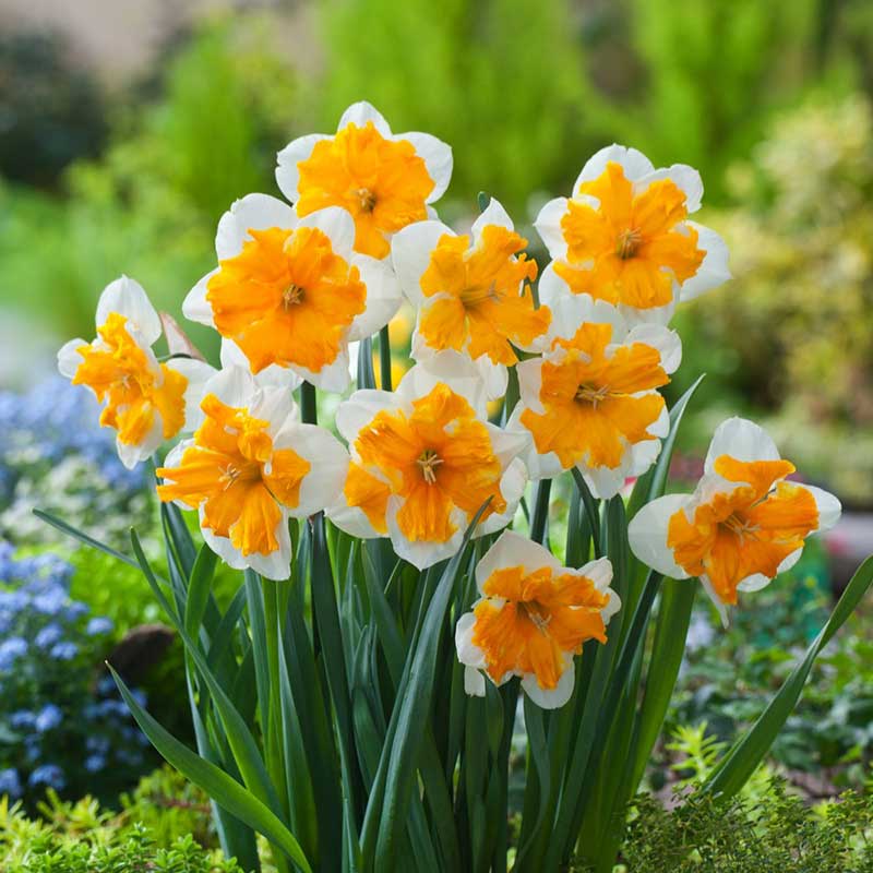 Bouquet of white and orange centered orangery daffodils in a garden setting | copyright: Floramedia UK Ltd