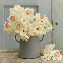 A bouquet of Pastel Charm Mix daffodils in a metal bucket showing it's vibrant colors.