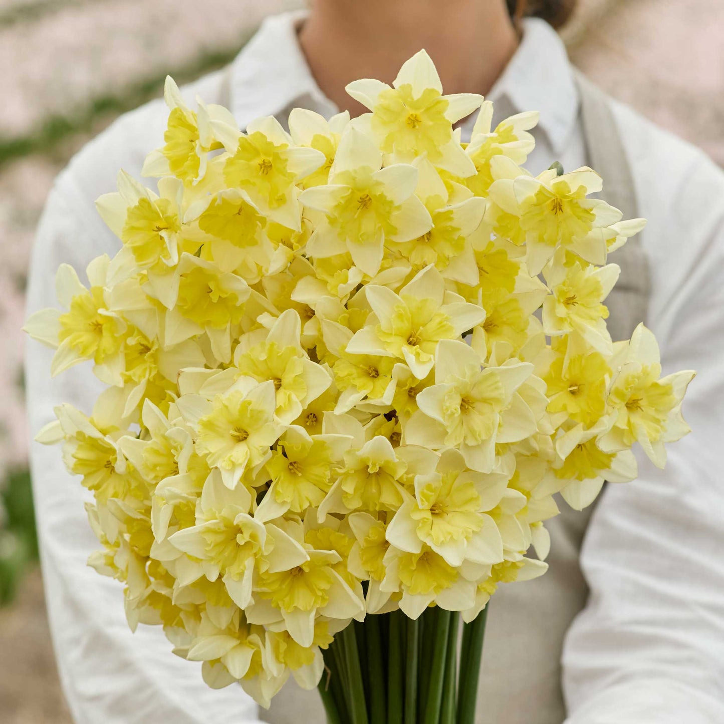Bouquet of yellow prom dance daffodil flowers held by a person wearing a light gray coat.